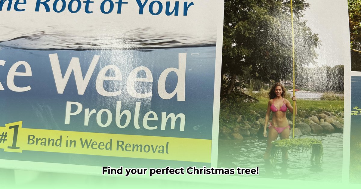 christmas-trees-at-tractor-supply